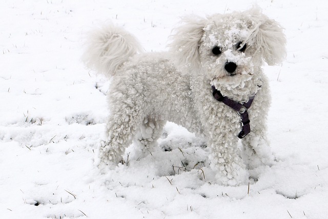 动物 狗 雪 - 上的免费照片