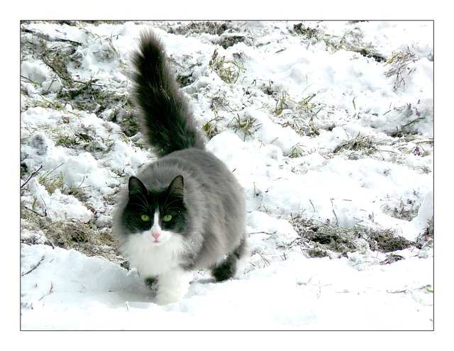 猫 动物 雪 - 上的免费照片