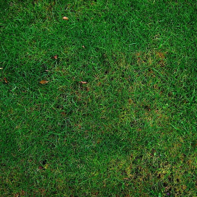 草地 草 质地 - 上的免费照片