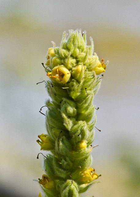 两年期的植物 Verbascum 城墙就 Mullein - 上的免费照片