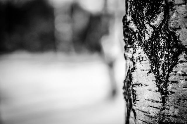 白桦树 吠 树 - 上的免费照片