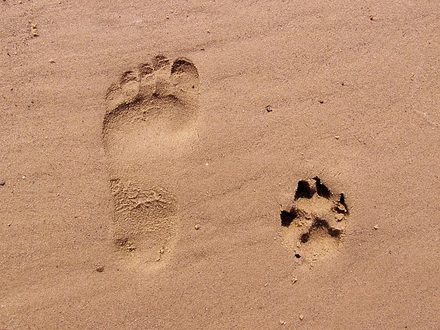 脚印 沙 海滩 - 上的免费照片