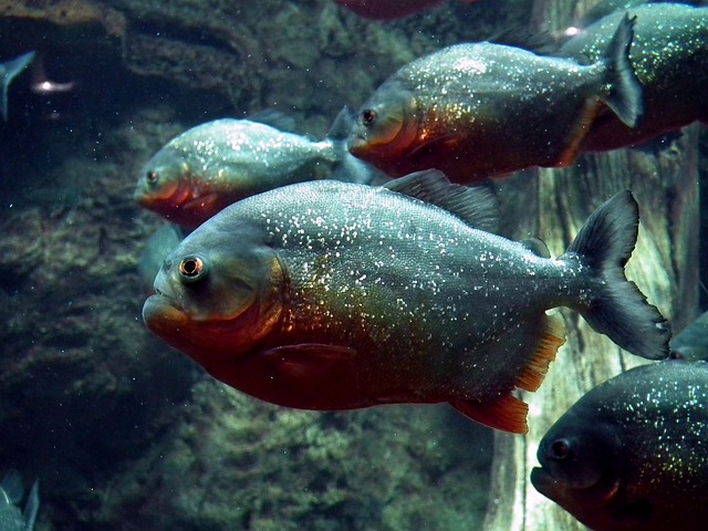 食人鱼 鱼 水族馆 - 上的免费照片