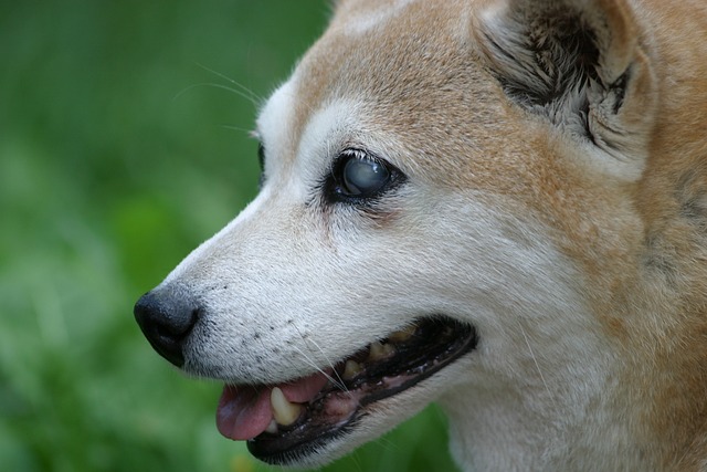 柴犬 狗 瞎的 - 上的免费照片