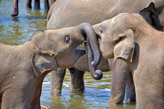 年轻的大象 小象 大象孤儿 - 上的免费照片