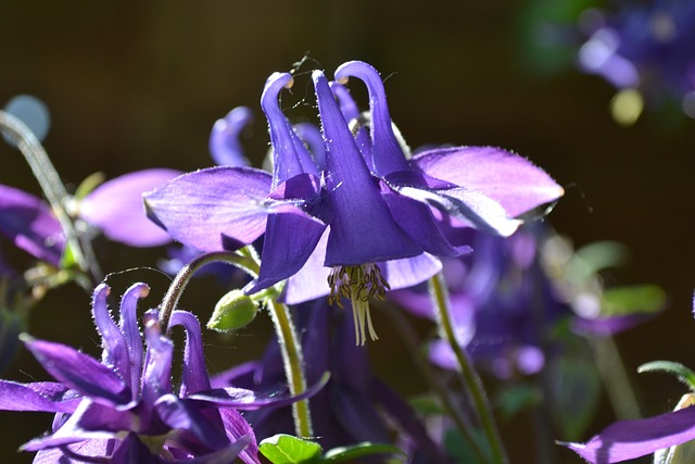 科伦 Aquilegia 花朵 - 上的免费照片