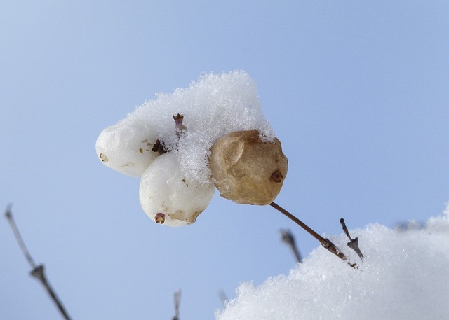 雪覆盖 干枯 冬天 - 上的免费照片