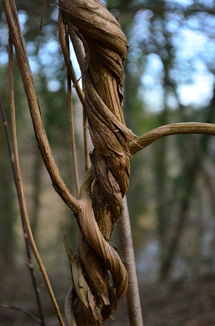 藤本植物 登山者植物 钢绞线 - 上的免费照片