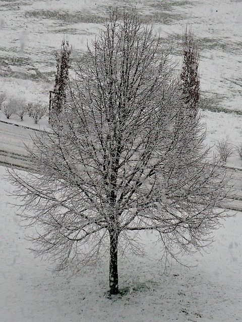 树 雪 白色的 - 上的免费照片