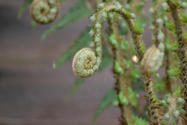 蕨类 蕨类植物 Athyrium Filix-Femina - 上的免费照片