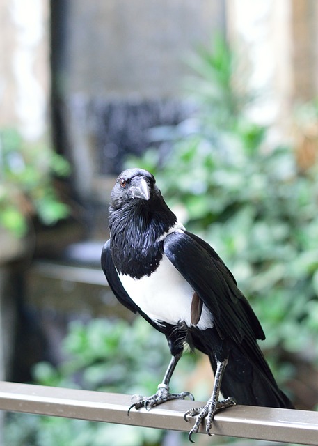 花斑乌鸦 鸟 自然 - 上的免费照片