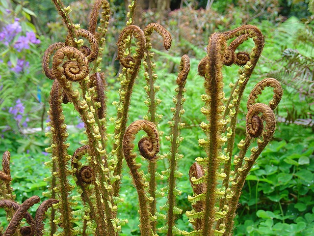 蕨菜 蕨类 植物 - 上的免费照片