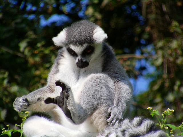 环尾狐猴 猿 勒穆伦 - 上的免费照片