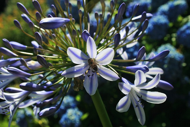 Agapanthus 花 小花 - 上的免费照片