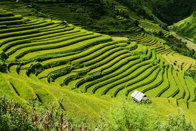 水稻梯田 稻田 穆沧柴 - 上的免费照片