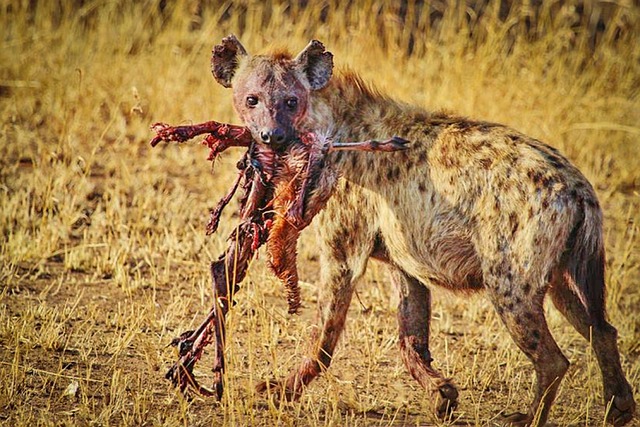 鬣狗 坦桑尼亚 非洲 - 上的免费照片
