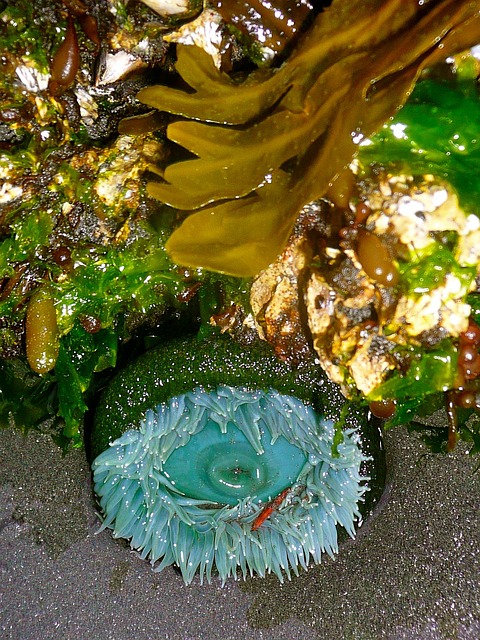 海葵 潮池（退潮后在岸边礁石上留下的水洼 海藻 - 上的免费照片