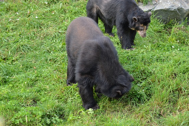 眼镜熊 安第斯熊 鹧鸪鹬 - 上的免费照片