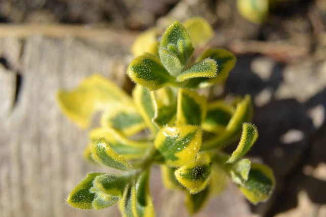 奥布雷西亚 Aubrieta 斑 - 上的免费照片