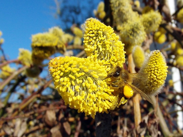 蜜蜂 3 月 牧场 - 上的免费照片