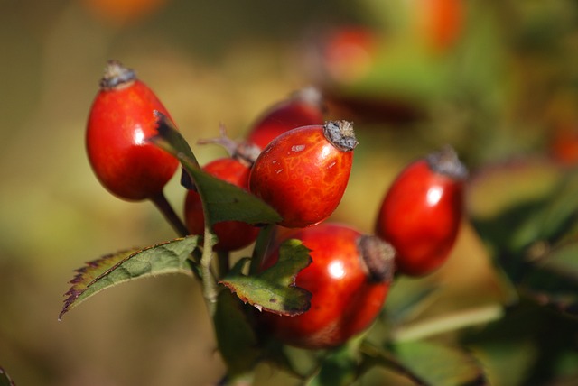 玫瑰果 莓果 分支机构 - 上的免费照片