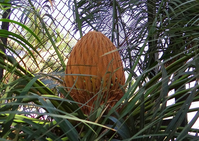 苏铁 西米棕榈 锥体 - 上的免费照片