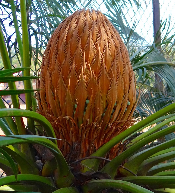 苏铁 西米棕榈 锥体 - 上的免费照片