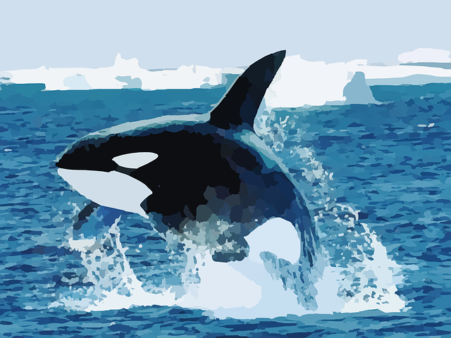 逆戟鲸 虎鲸 鲸 - 免费矢量图形