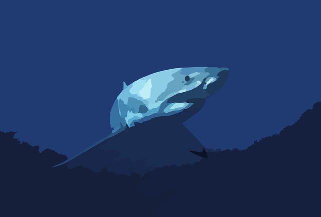 鲨鱼 鱼 动物 - 免费矢量图形