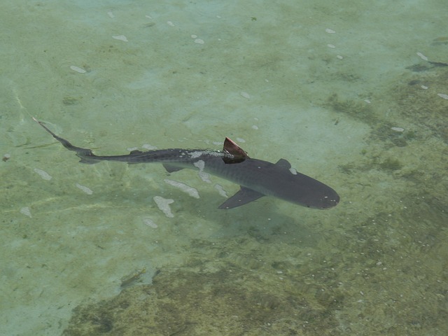 礁鲨 鲨鱼 鱼 - 上的免费照片