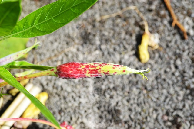 矮月见草 芽 黄花 - 上的免费照片