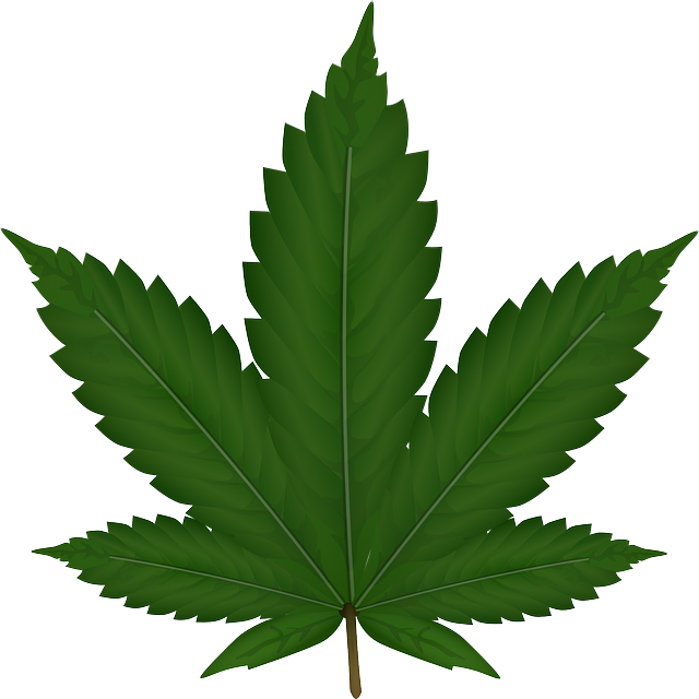 大麻 麻 叶子 - 免费矢量图形