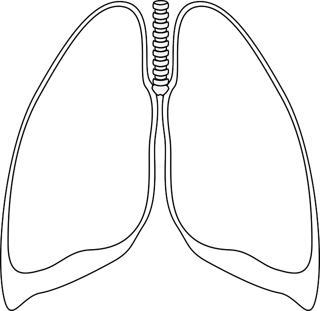 肺 清除 支气管 - 免费矢量图形