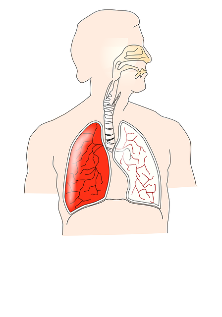 人类 呼吸 肺 - 免费矢量图形