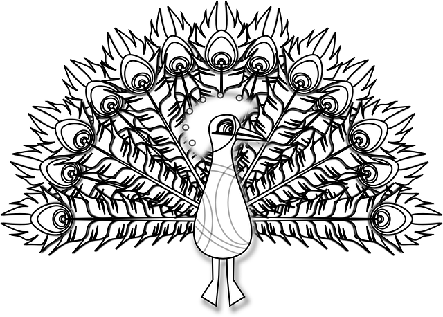 孔雀 鸟 野鸡 - 免费矢量图形