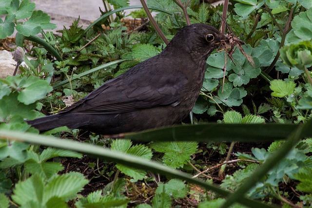 黑鸟 Turdus 茹 True - 上的免费照片