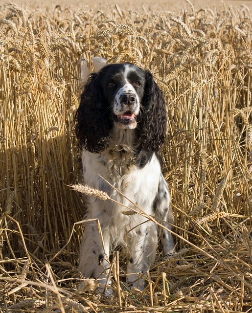 狗 施普林格 西班牙猎犬 - 上的免费照片