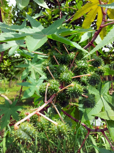 蓖麻 种子 植物 - 上的免费照片