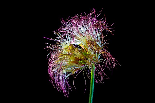 沙沙花 梅花 开花 - 上的免费照片