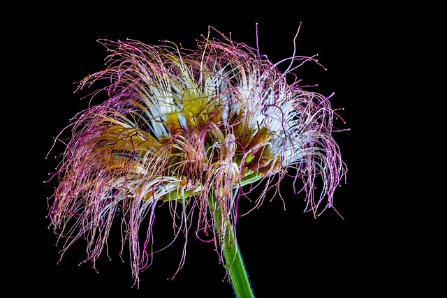 沙沙花 梅花 开花 - 上的免费照片