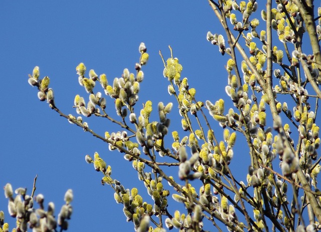 树枝 春天 猫柳 - 上的免费照片