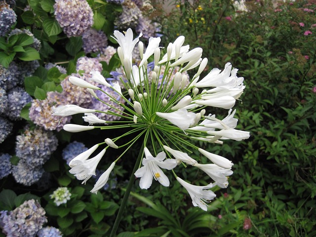 野花 Agapanthus 花朵 - 上的免费照片