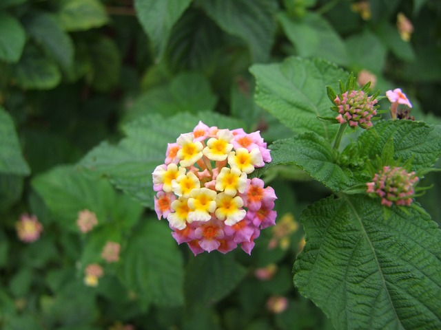 马缨丹 花 簇 - 上的免费照片