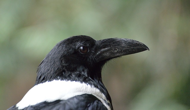 花斑乌鸦 鸟 自然 - 上的免费照片