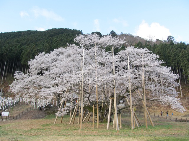 臼杵樱 1500年树龄 - 上的免费照片