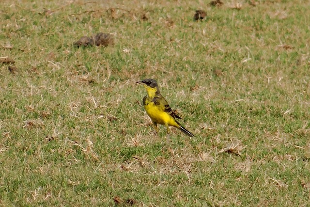 黄鹡鸰 黄花椒 鸟 - 上的免费照片