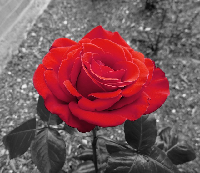 花园玫瑰 玫瑰 红色的 - 上的免费照片
