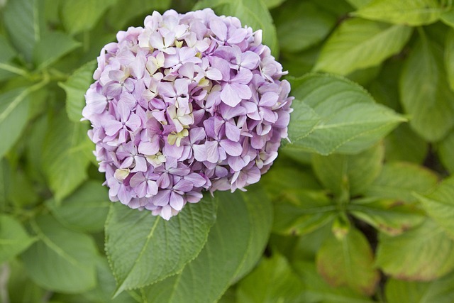 Hydrangeaceae 紫丁香 花的 - 上的免费照片