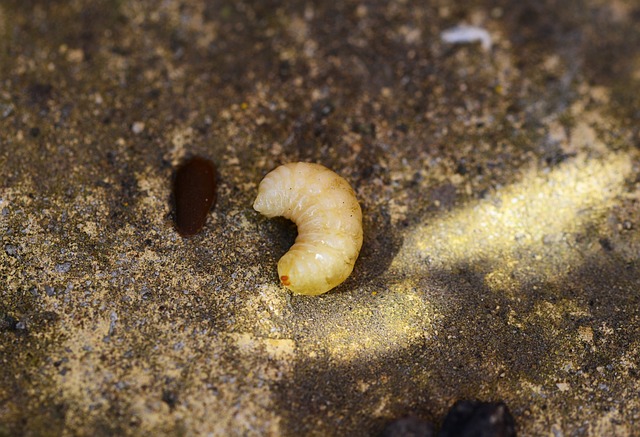 蜜蜂幼虫 蜜蜂 Grub - 上的免费照片