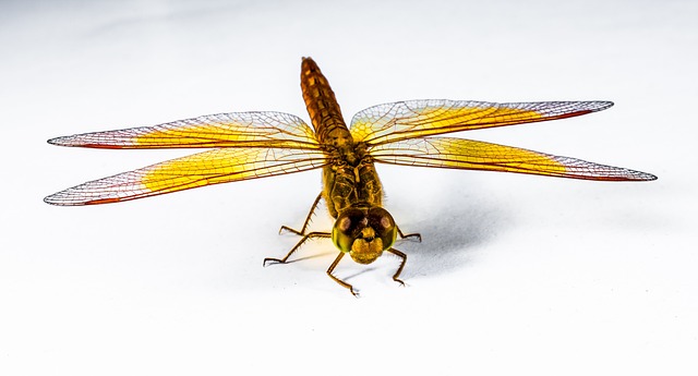 蜻蜓 昆虫 黄色 - 上的免费照片